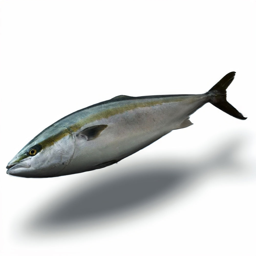 Fresh Yellowtail (Hamachi)